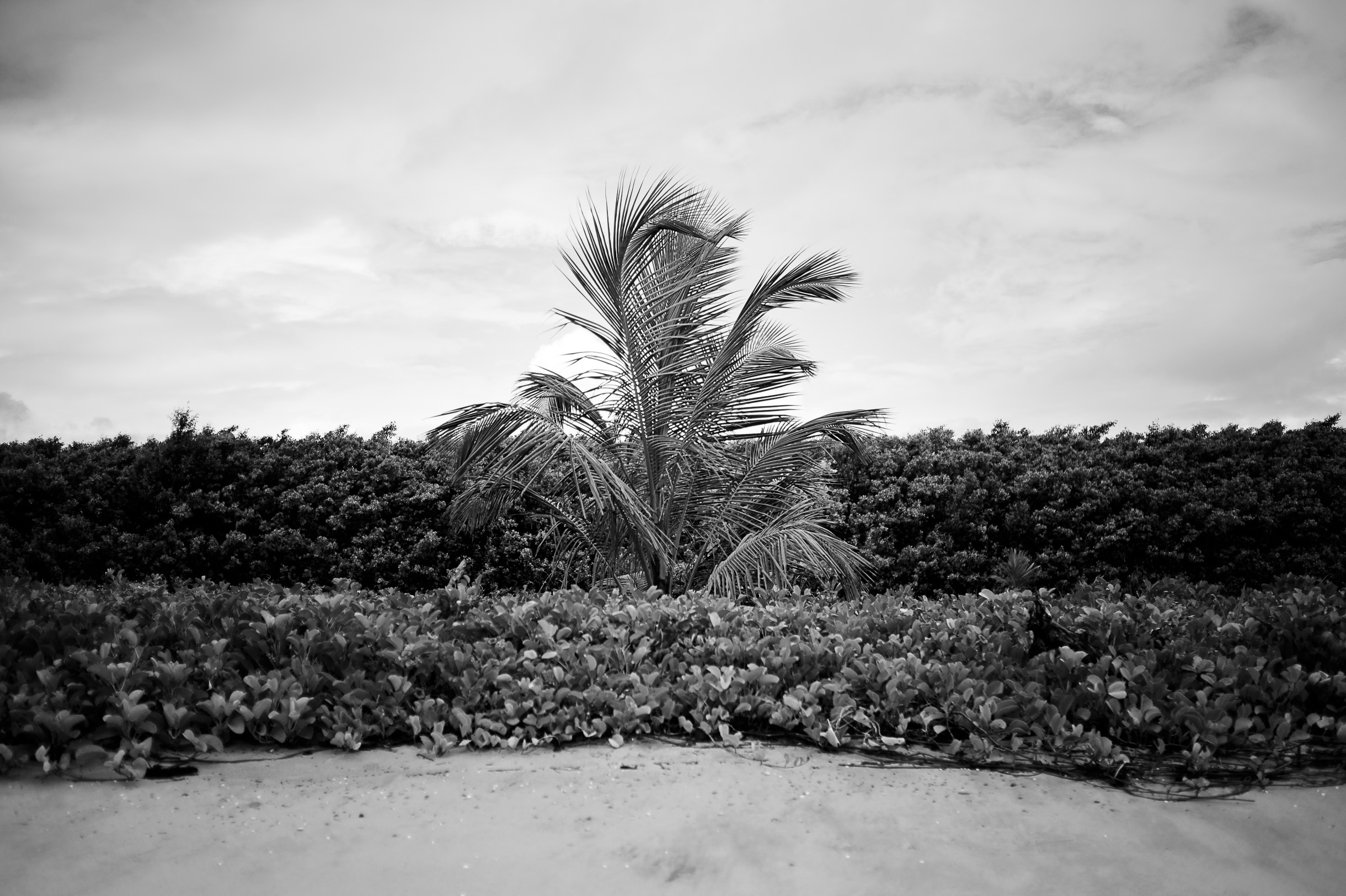 SANDRO-009-L1006446