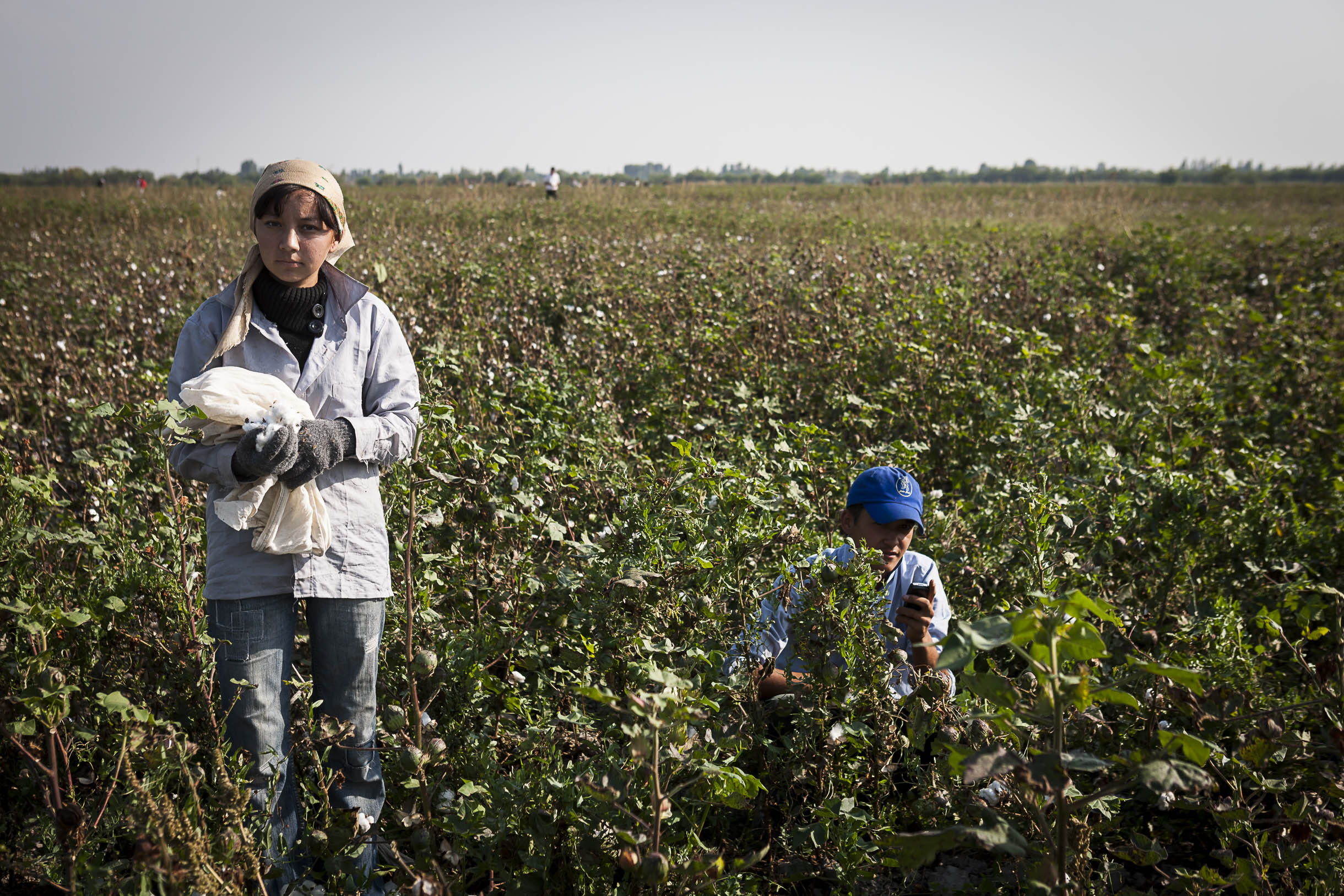 Le premier mois d étude à l universitée est dédié au ramassagedu coton dans les champs gouvernementaux.